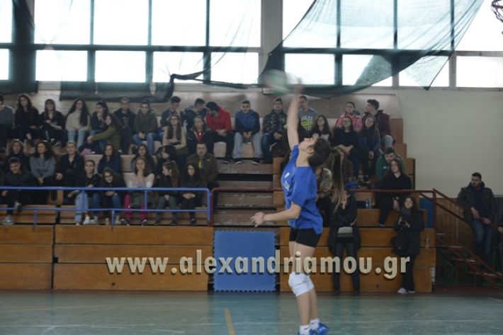 volley _1ogel-kassandra034